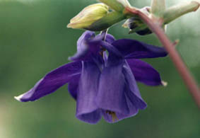 Aquilegia transylvanica